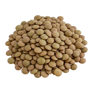 Un petit tas de lentilles sèches